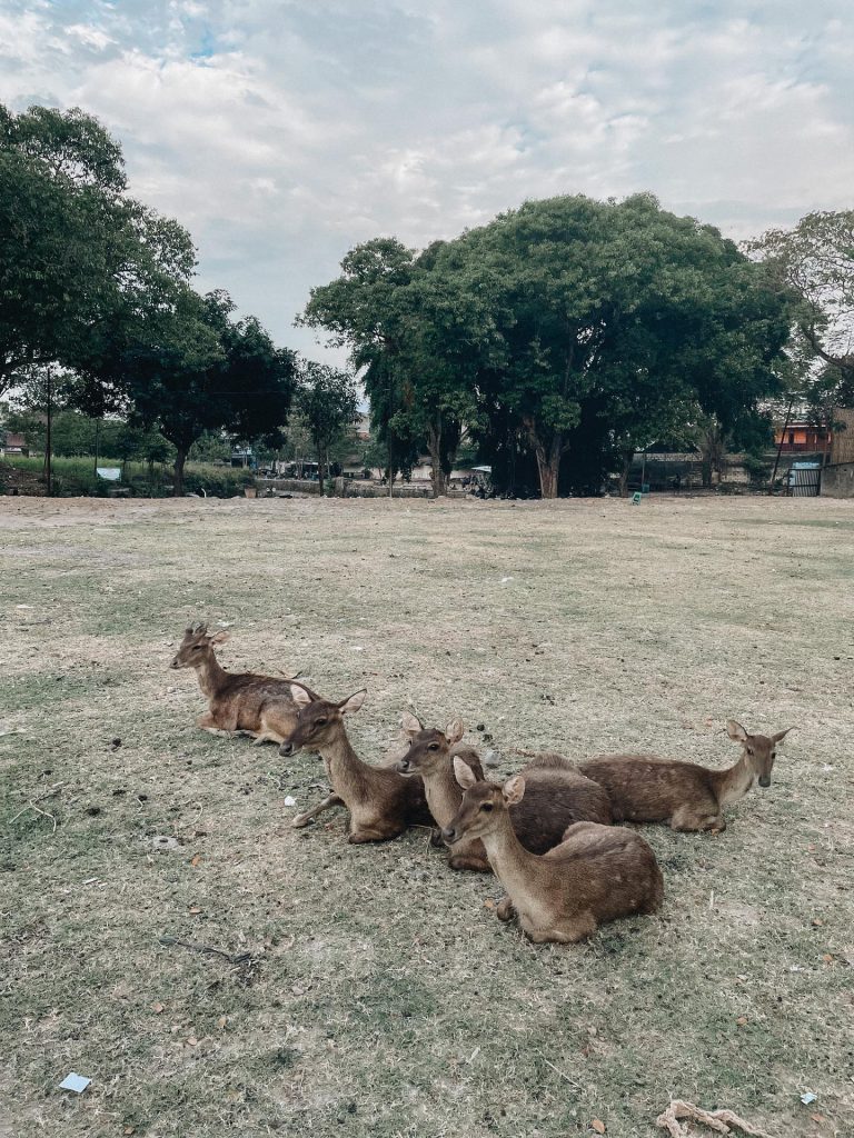 taman sriwedari
